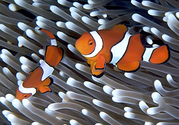 ss_clownfish_34721209