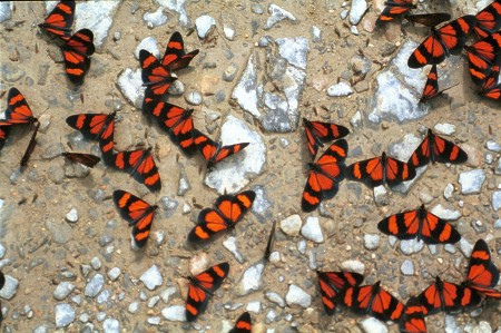 Butterflies. Cloud forest. Amazon, Peru