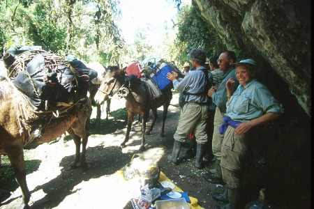 Pack mules. Chachapoyas, Peru