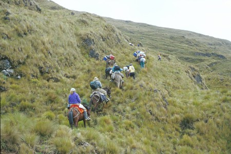 Pack mules. Chachapoyas, Peru