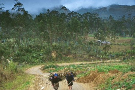 Carrying firewood. Chachapoyas, Peru