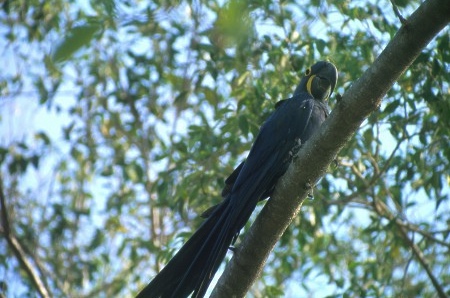 Blue Hyacinth Macaw