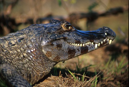 Spectacled Caiman, known locally as jacaré