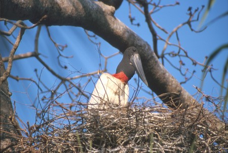 Tuiuiú, or Jabiru stork