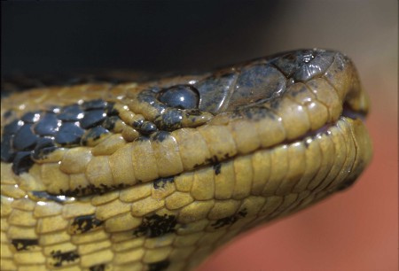 Anaconda. Pantanal, Brazil