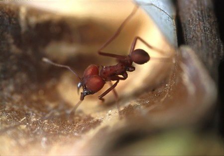 Leafcutter ant. Pantanal, Brazil