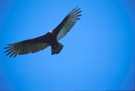 Turkey Vulture. Pantanal, Brazil