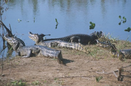 Jacare, or Spectacled Caiman. Pantanal, Brazil