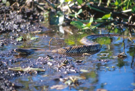Water cobra. Pantanal, Brazil