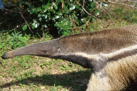 Giant Anteater. Pantanal, Brazil