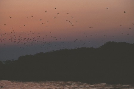 Birds at dusk. Pantanal, Brazil