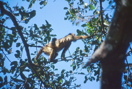 Howler monkey. Pantanal, Brazil