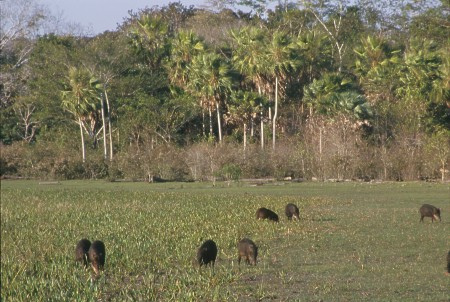 White lipped peccaries. Pantanal, Brazil